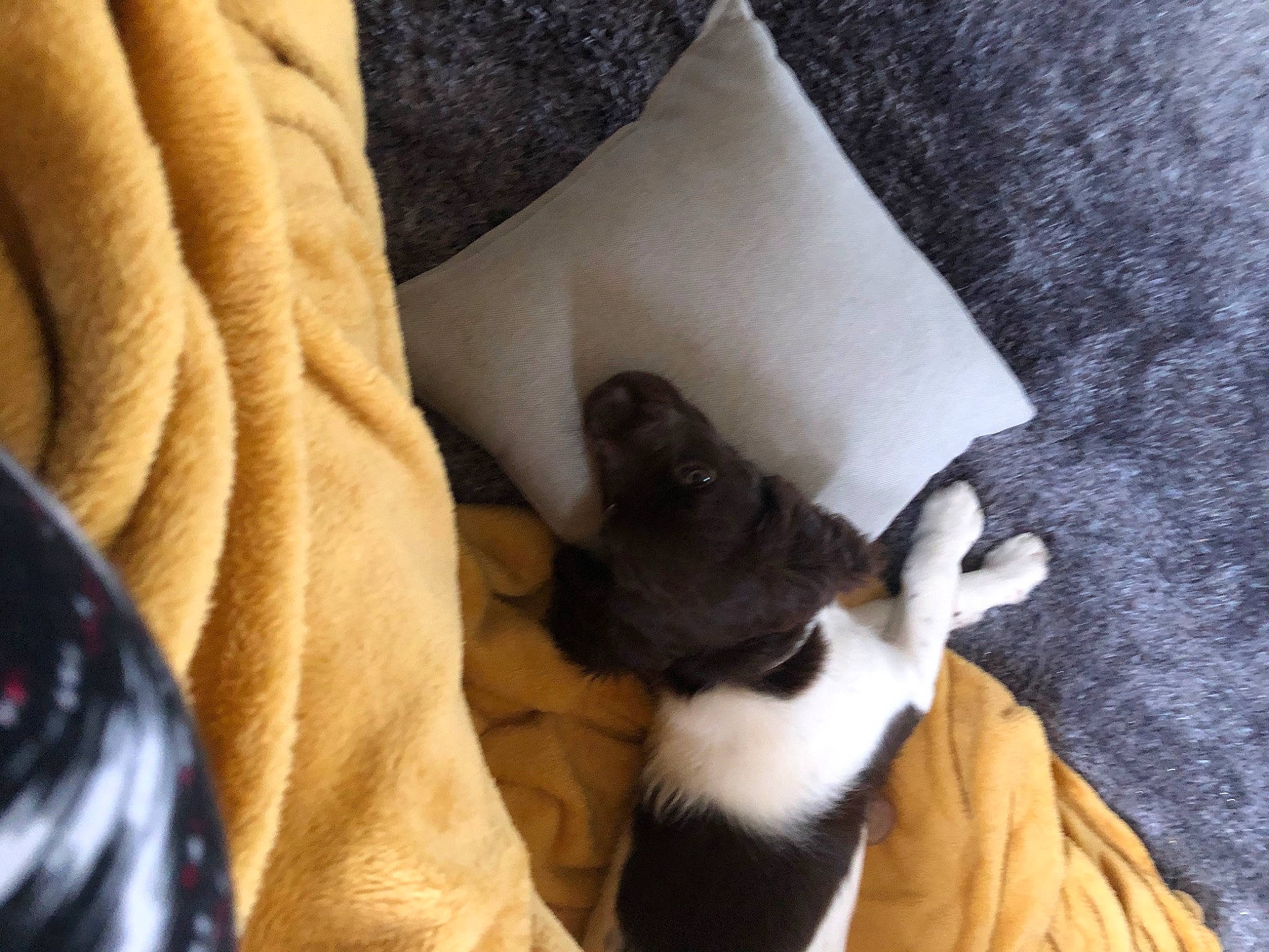 Ruby a rejoint le concours — aidez-le/la à gagner de superbes lots ! boston_terrier, canidae, carnivore, cat, companion_dog, dog, dog_breed, fawn, french_bulldog, leg, nap, non_sporting_group, paw, puppy, tail, whiskers