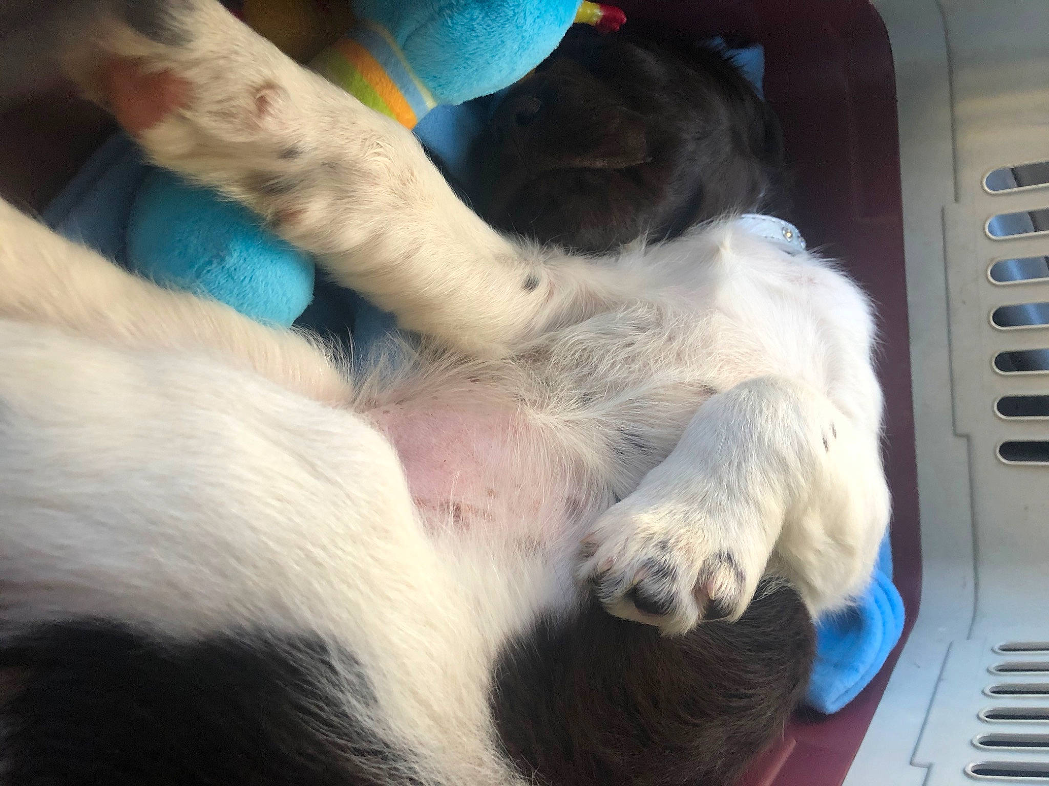 Ruby participe au concours pour gagner de l'argent avec cette photo : canidae, carnivore, companion_dog, dog, dog_breed, fur, hand, landseer, mammal, nap, paw, puppy, puppy_love, sporting_group