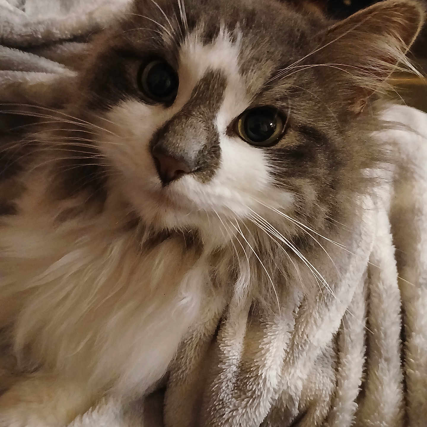 Priscilla is registered to the contest to win money with this photo: abyssinian, angora, animal, blanket, cat, couch, furniture, kitten, manx, pet, siamese, towel