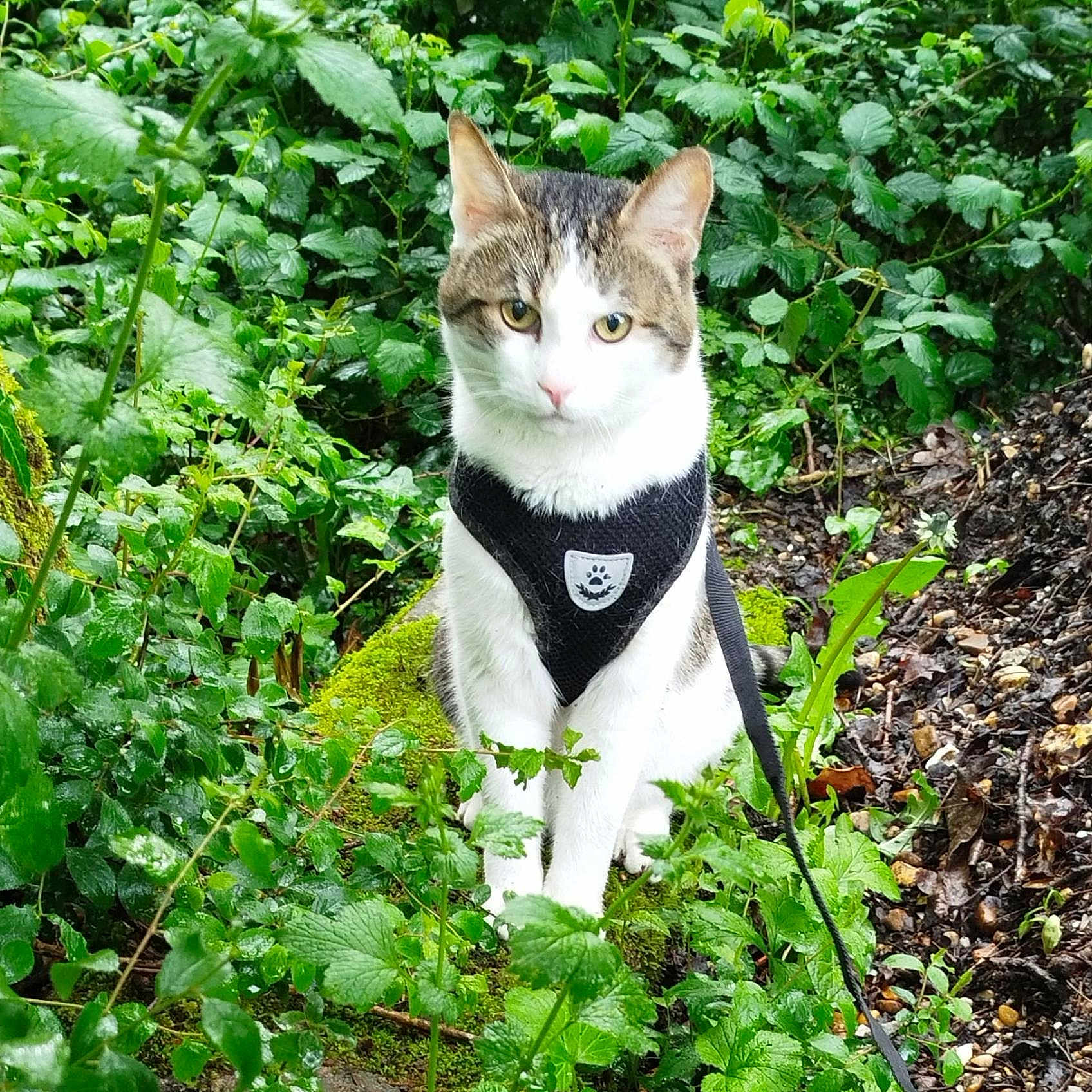 Simba a rejoint le concours — aidez-le/la à gagner de superbes lots ! animal, brown, cat, closeup, curious, foliage, garden, greenery, harness, leash, moss, nature, outdoor, pet, plants, rock, sitting, striped, white, wildlife
