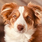 Truffe participe au concours pour gagner de l'argent avec cette photo : dog, close_up, brown, white, fur, ears, nose, portrait, pet, canine, animal, face, eyes, fluffy, outdoor, soft_focus, expression, muzzle, domestic_animal, friendly