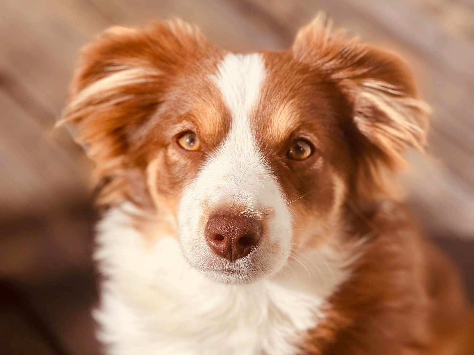 Truffe participe au concours pour gagner de l'argent avec cette photo : dog, close_up, brown, white, fur, ears, nose, portrait, pet, canine, animal, face, eyes, fluffy, outdoor, soft_focus, expression, muzzle, domestic_animal, friendly