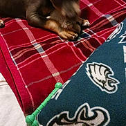 Rambo joined the competition — help win amazing prizes! animal, bed, blanket, blue, canine, chew_toy, comfort, cozy, dog, fabric, fur, green_toy, home, indoor, pet, pillow, plaid, red, resting, soft