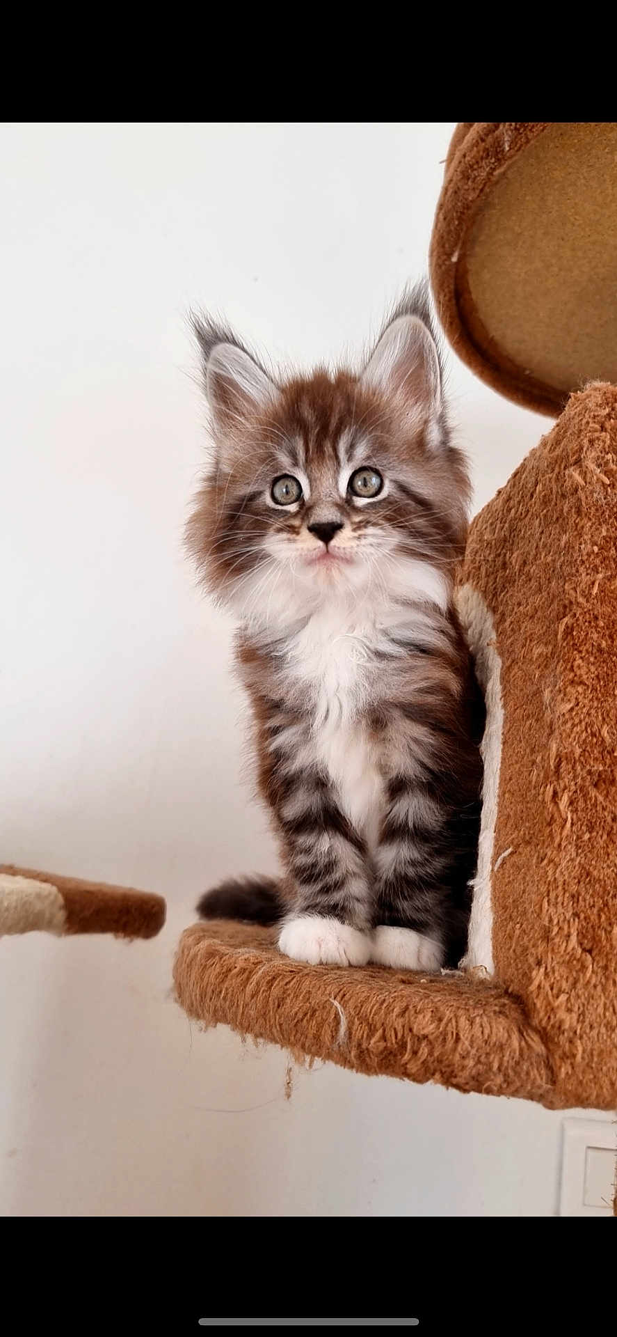 Skimmy a rejoint le concours — aidez-le/la à gagner de superbes lots ! kitten, cat, fluffy, brown, white, cat_tree, furniture, indoor, pet, cute, young, animal, feline, whiskers, ears, paws, sitting, curious, soft, domestic
