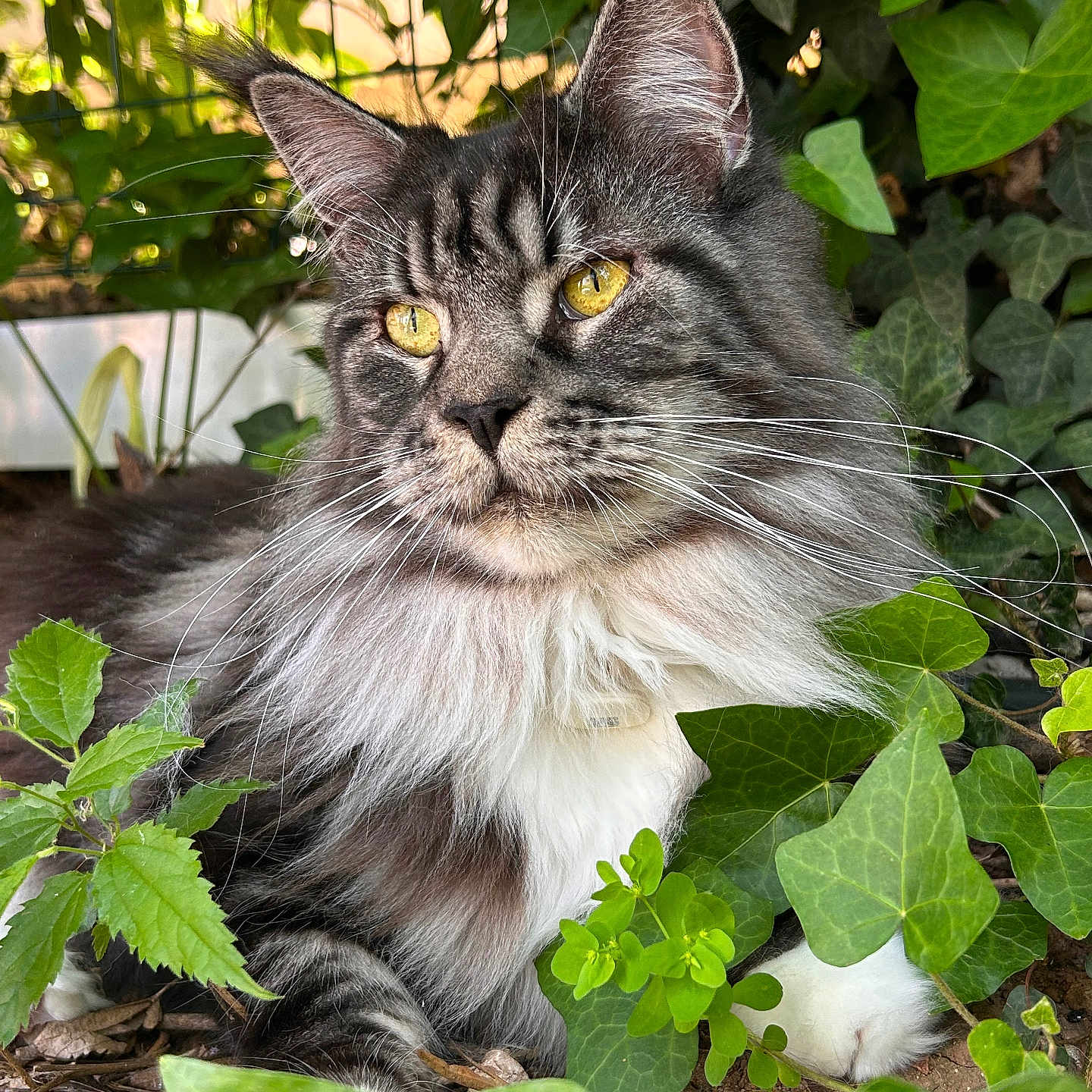 Tiare a rejoint le concours — aidez-le/la à gagner de superbes lots ! animal, cat, closeup, feline, fluffy, fur, garden, greenery, leaves, long_hair, nature, outdoor, pet, plants, portrait, relaxed, resting, whiskers, wildlife, yellow_eyes