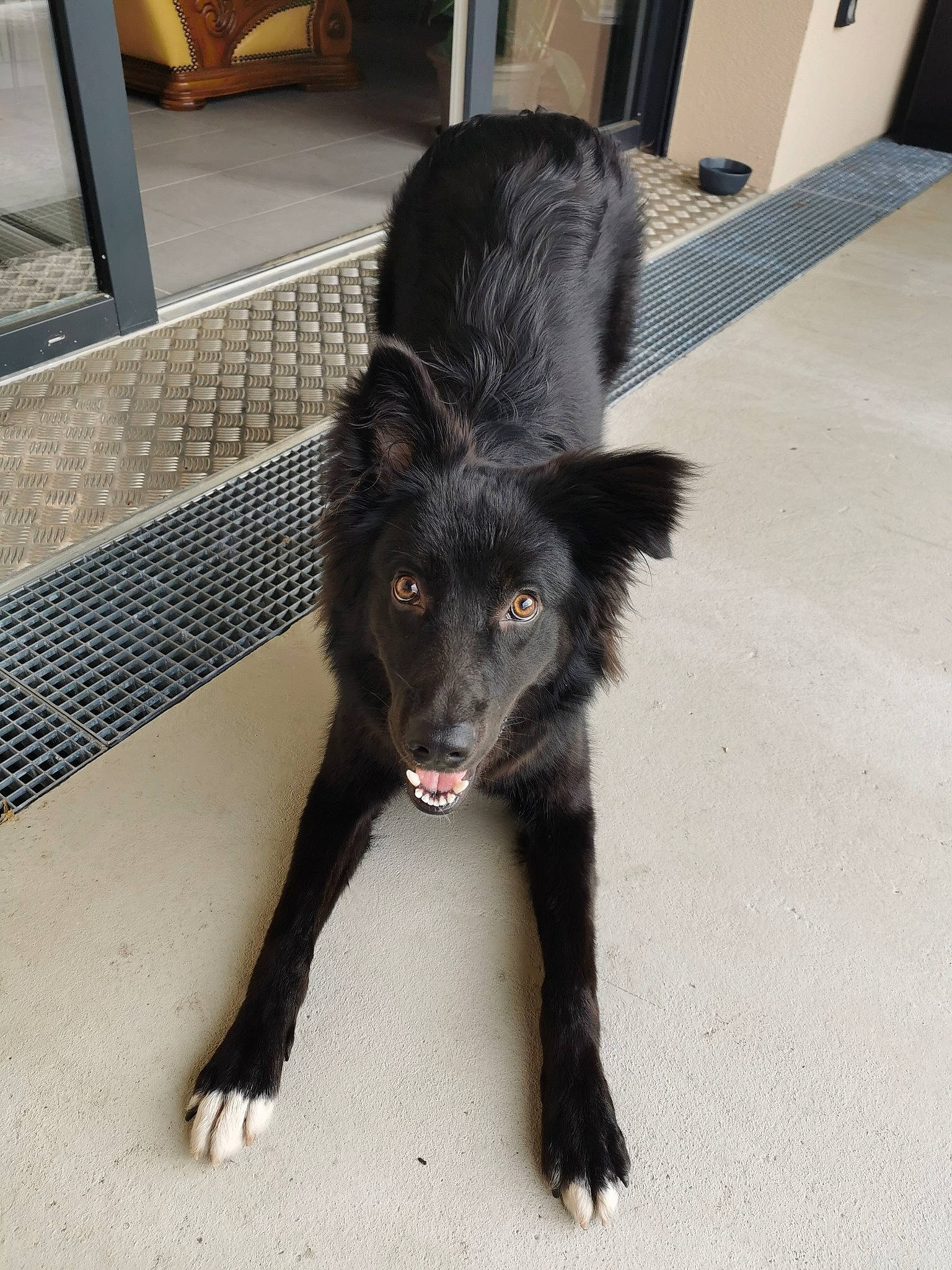 Hit a rejoint le concours — aidez-le/la à gagner de superbes lots ! belgian_shepherd, borador, border_collie, canidae, carnivore, companion_dog, dog, dog_breed, fur, mammal, mudi, rare_breed_dog, snout, sporting_group, vertebrate