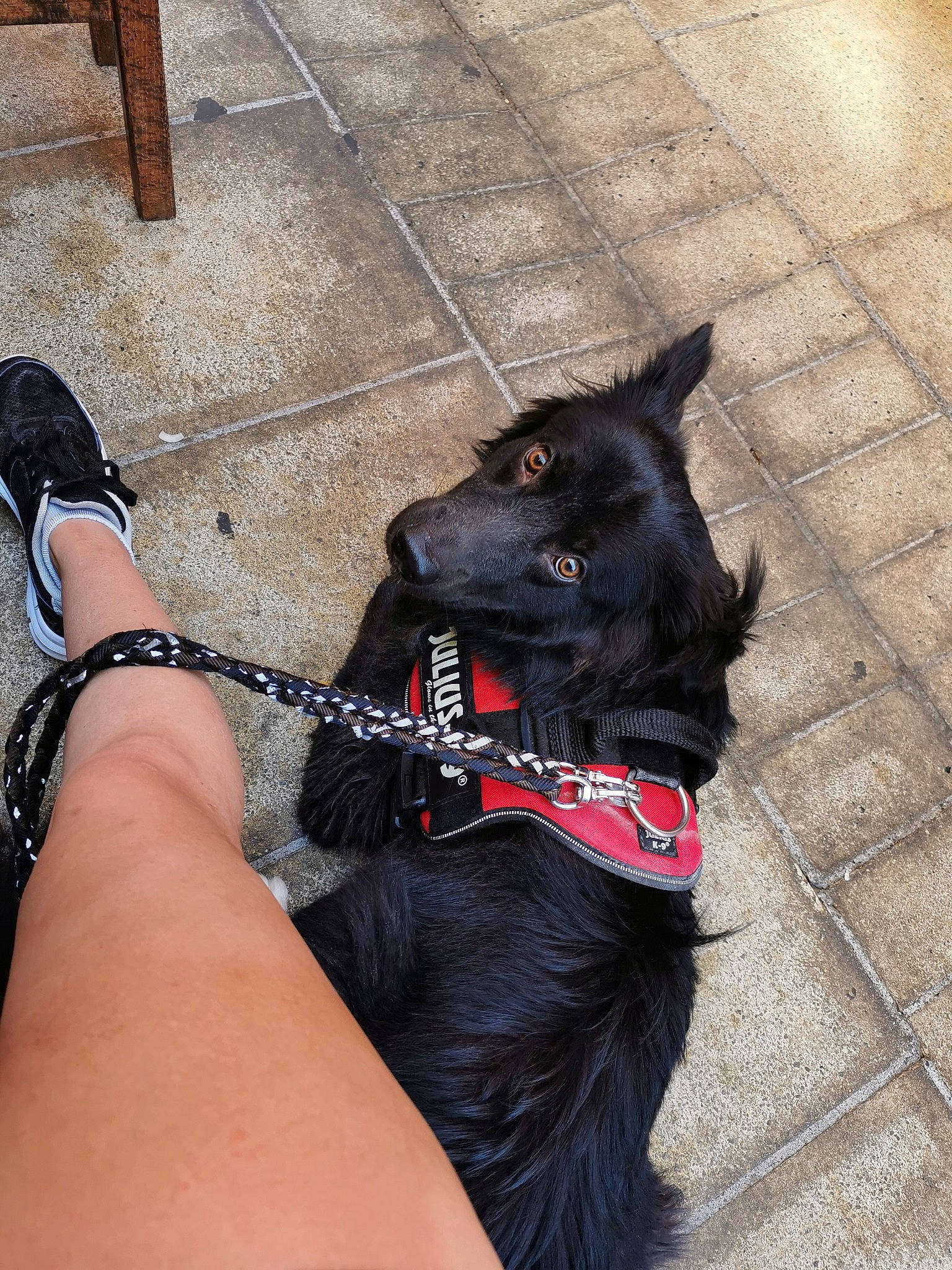 Hit participe au concours pour gagner de l'argent avec cette photo : black, canidae, carnivore, collar, companion_dog, dog, dog_breed, dog_collar, flat_coated_retriever, formosan_mountain_dog, leash, patterdale_terrier, schipperke, snout, sporting_group