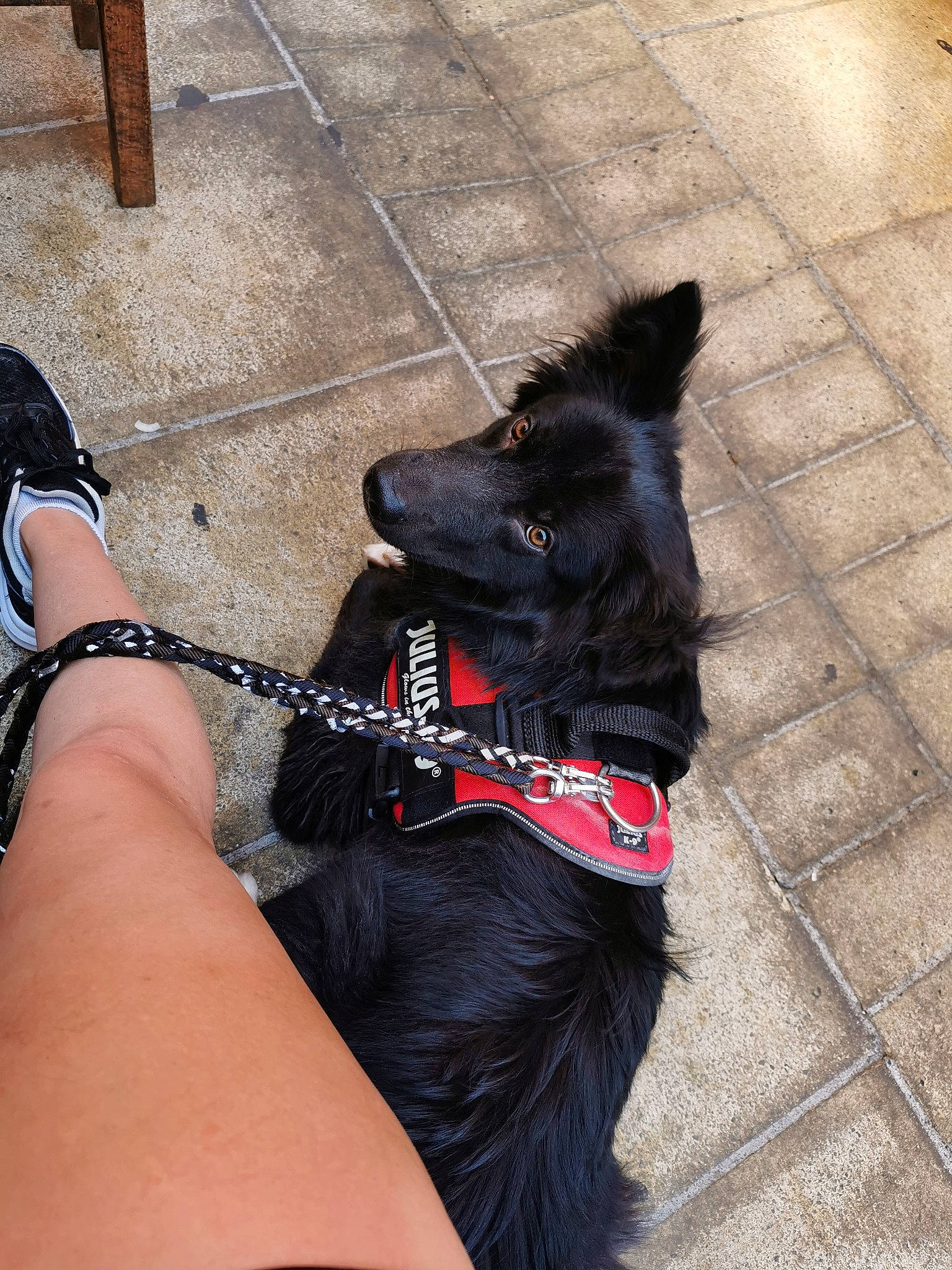 Hit participe au concours pour gagner de l'argent avec cette photo : black, canidae, carnivore, collar, companion_dog, dog, dog_breed, dog_collar, leash, schipperke, snout, sporting_group, tail