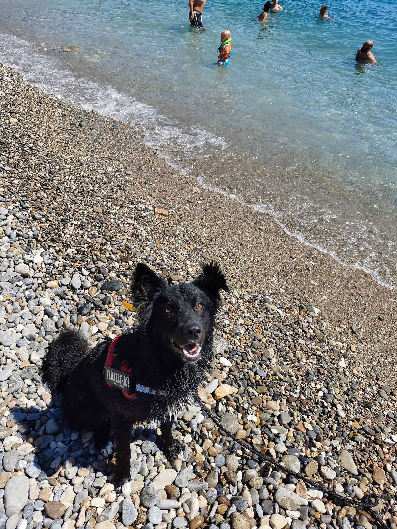 Hit a rejoint le concours — aidez-le/la à gagner de superbes lots ! beach, canidae, carnivore, coast, dog, dog_breed, dog_walking, ocean, sand, schipperke, sea, shore, sporting_group, vacation, walking, water