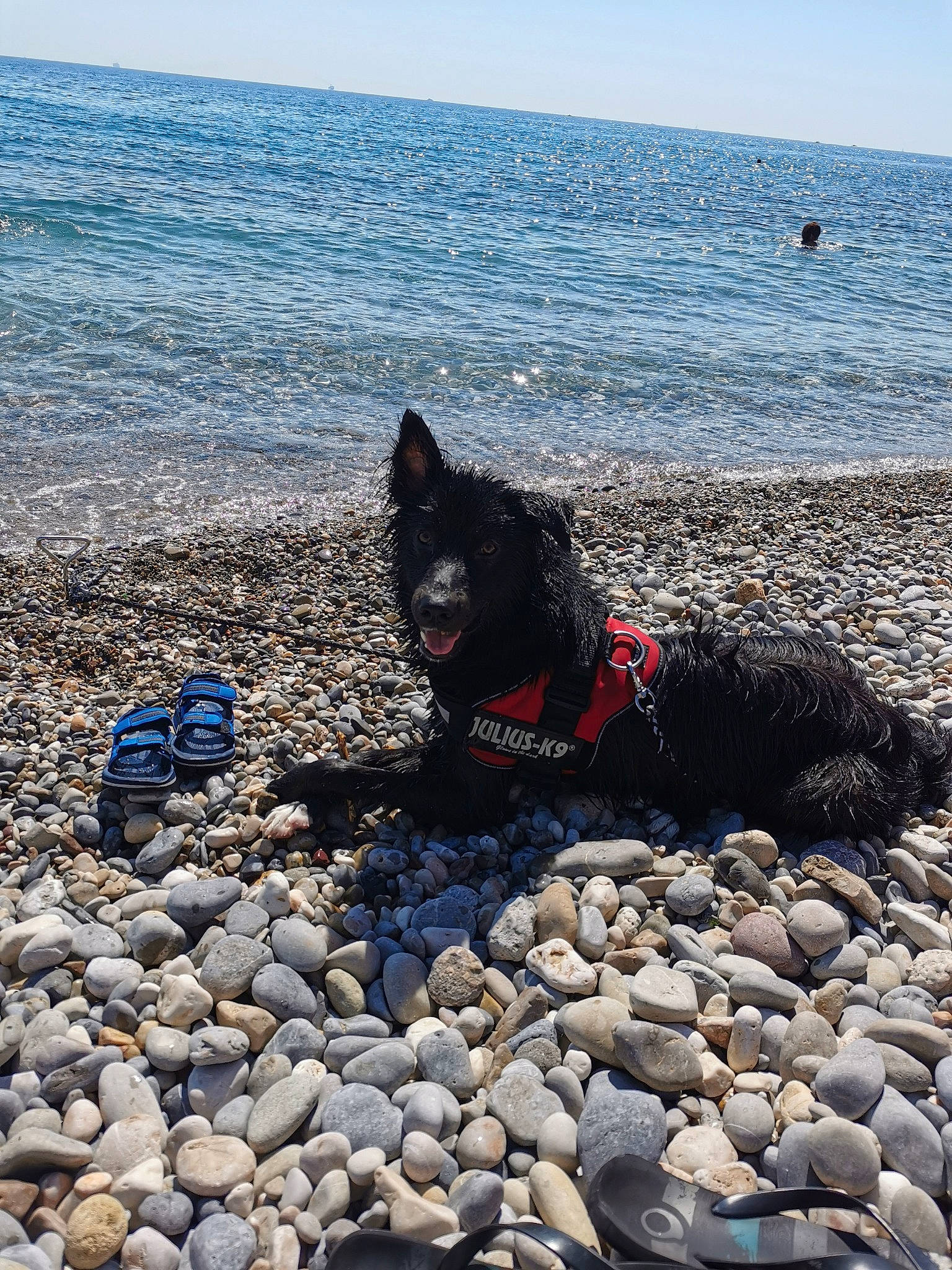 Hit participe au concours pour gagner de l'argent avec cette photo : beach, black_norwegian_elkhound, canidae, carnivore, coast, coastal_and_oceanic_landforms, dog, dog_breed, non_sporting_group, ocean, pebble, rock, sand, schipperke, sea, shore, sporting_group, vacation
