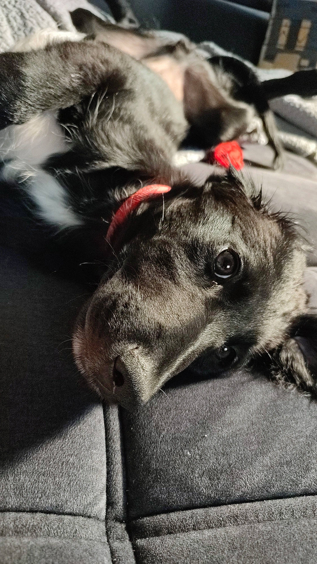 Snoopy participe au concours pour gagner de l'argent avec cette photo : canidae, carnivore, collar, companion_dog, dog, dog_breed, dog_collar, ear, fur, grey, livestock, pack_animal, pet_supply, ratite, sighthound, snout, sporting_group, terrestrial_animal, whiskers, working_animal