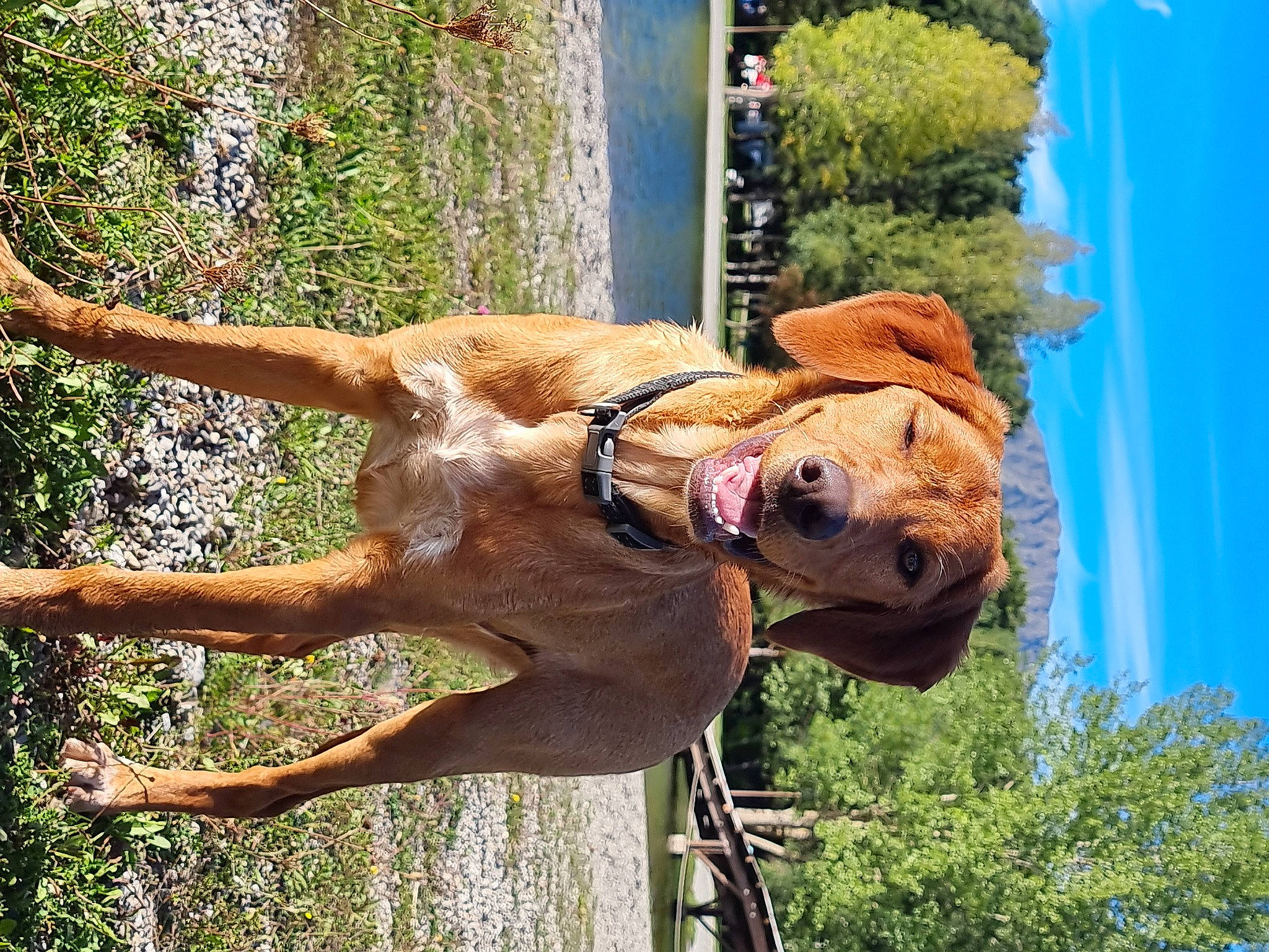 Harley participe au concours pour gagner de l'argent avec cette photo : canidae, carnivore, collar, dog, dog_breed, fawn, gesture, grass, liver, plant, sculpture, sky, snout, sporting_group, statue, tail, tree, water, wood, working_animal