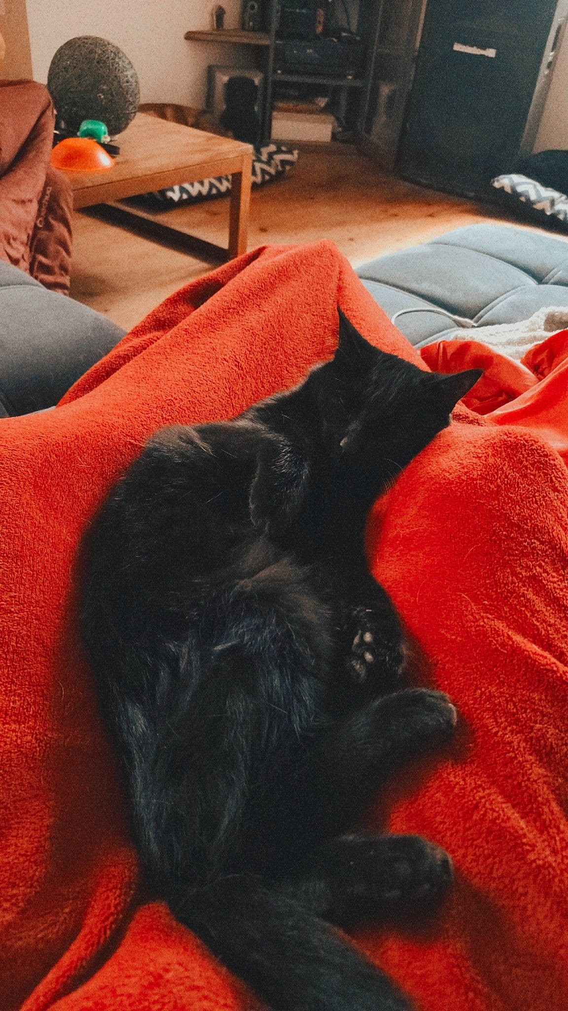 Cookie a rejoint le concours — aidez-le/la à gagner de superbes lots ! black_cat, canidae, carnivore, comfort, companion_dog, couch, dog, dog_breed, felidae, fur, grey, linens, nap, room, small_to_medium_sized_cats, snout, sporting_group, tail, tints_and_shades, whiskers