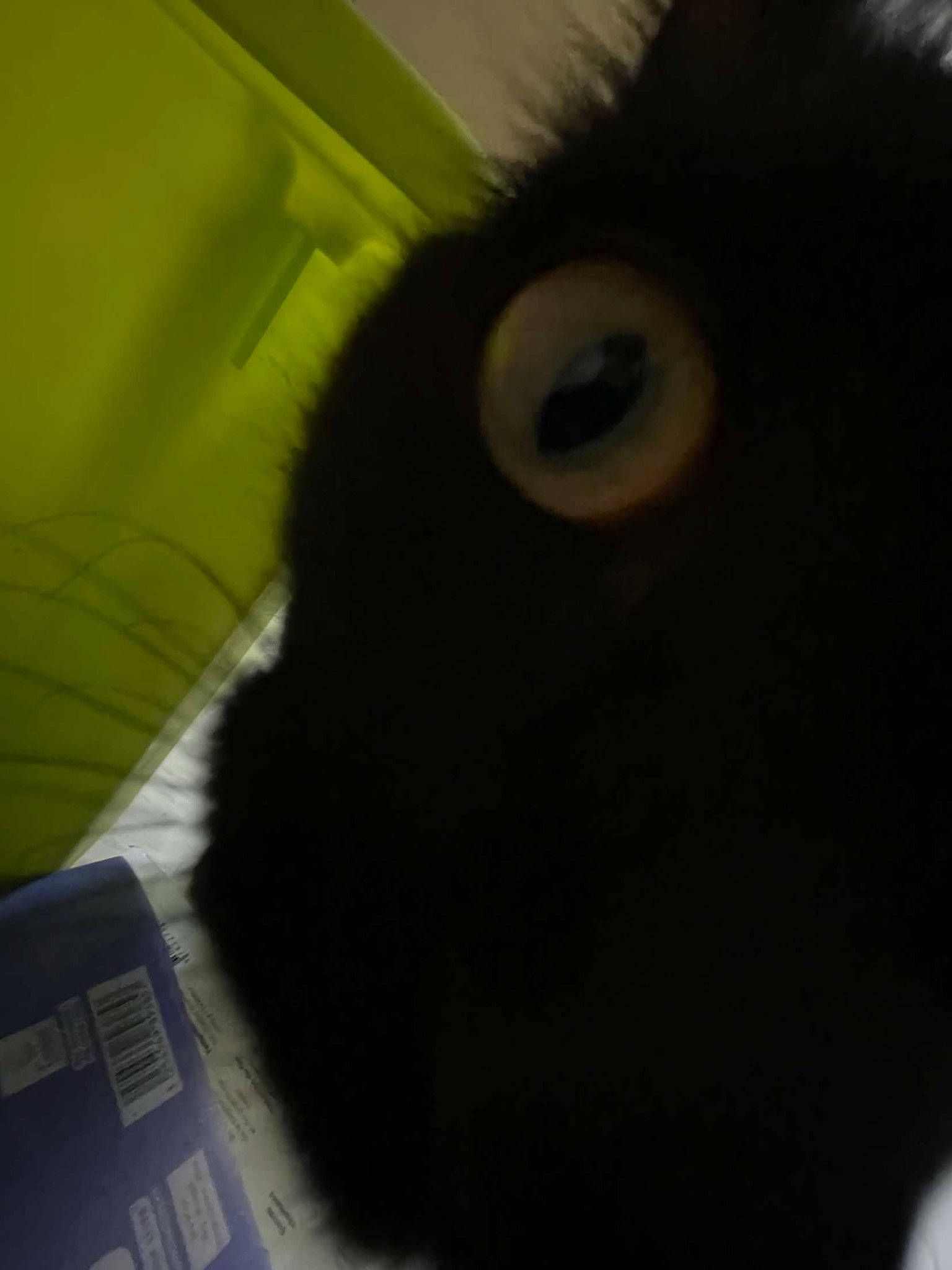 Tatouine participe au concours pour gagner de l'argent avec cette photo : black_cat, carnivore, cat, claw, domestic_short_haired_cat, ear, eyelash, felidae, fur, iris, nose, paw, small_to_medium_sized_cats, snout, tail, whiskers