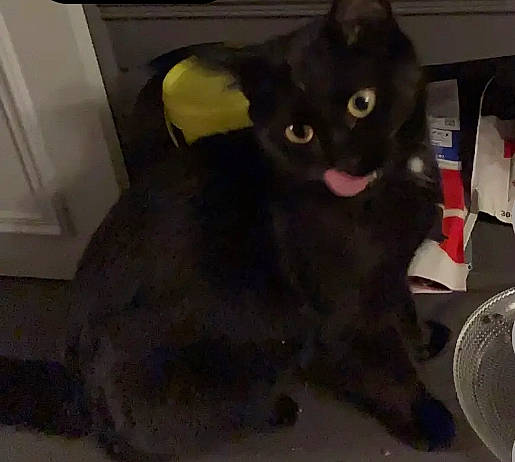 Tatouine participe au concours pour gagner de l'argent avec cette photo : black_cat, bombay, carnivore, cat, cat_supply, claw, domestic_short_haired_cat, ear, felidae, flooring, fur, havana_brown, paw, pet_supply, small_to_medium_sized_cats, snout, tail, whiskers