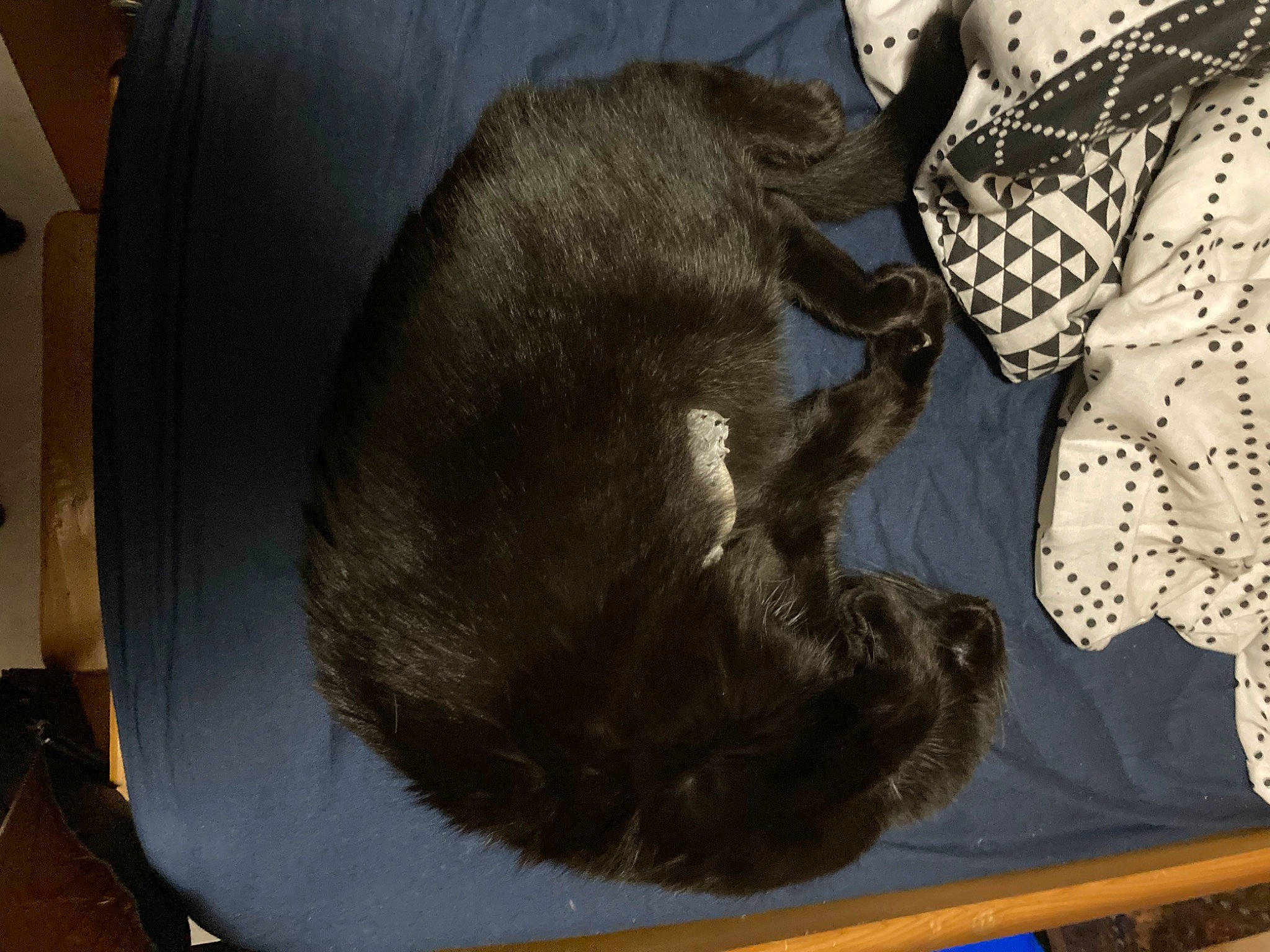 Tatouine a rejoint le concours — aidez-le/la à gagner de superbes lots ! carnivore, comfort, dog_breed, domestic_short_haired_cat, felidae, fur, pattern, paw, pet_supply, small_to_medium_sized_cats, snout, sporting_group, tail, terrestrial_animal, visual_arts, whiskers, working_animal