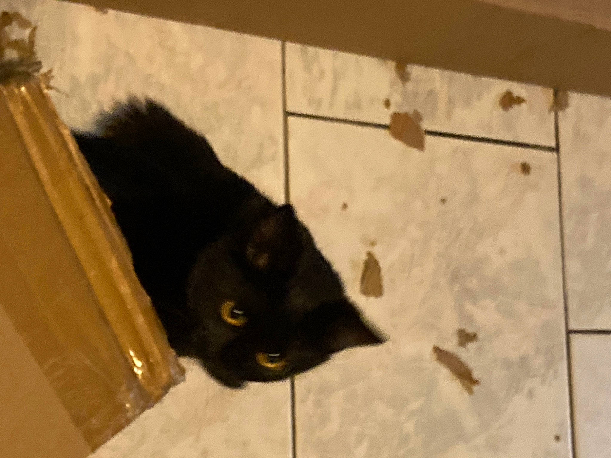 Tatouine a rejoint le concours — aidez-le/la à gagner de superbes lots ! black_cat, bombay, carnivore, cat, domestic_short_haired_cat, felidae, flooring, fur, shadow, small_to_medium_sized_cats, snout, tail, terrestrial_animal, whiskers, wood