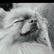 Poupette a rejoint le concours — aidez-le/la à gagner de superbes lots ! dog, sleeping, fluffy, fur, closeup, pet, animal, resting, nose, whiskers, jeans, denim, texture, calm, cute, cozy, face, outdoor, relaxation, portrait