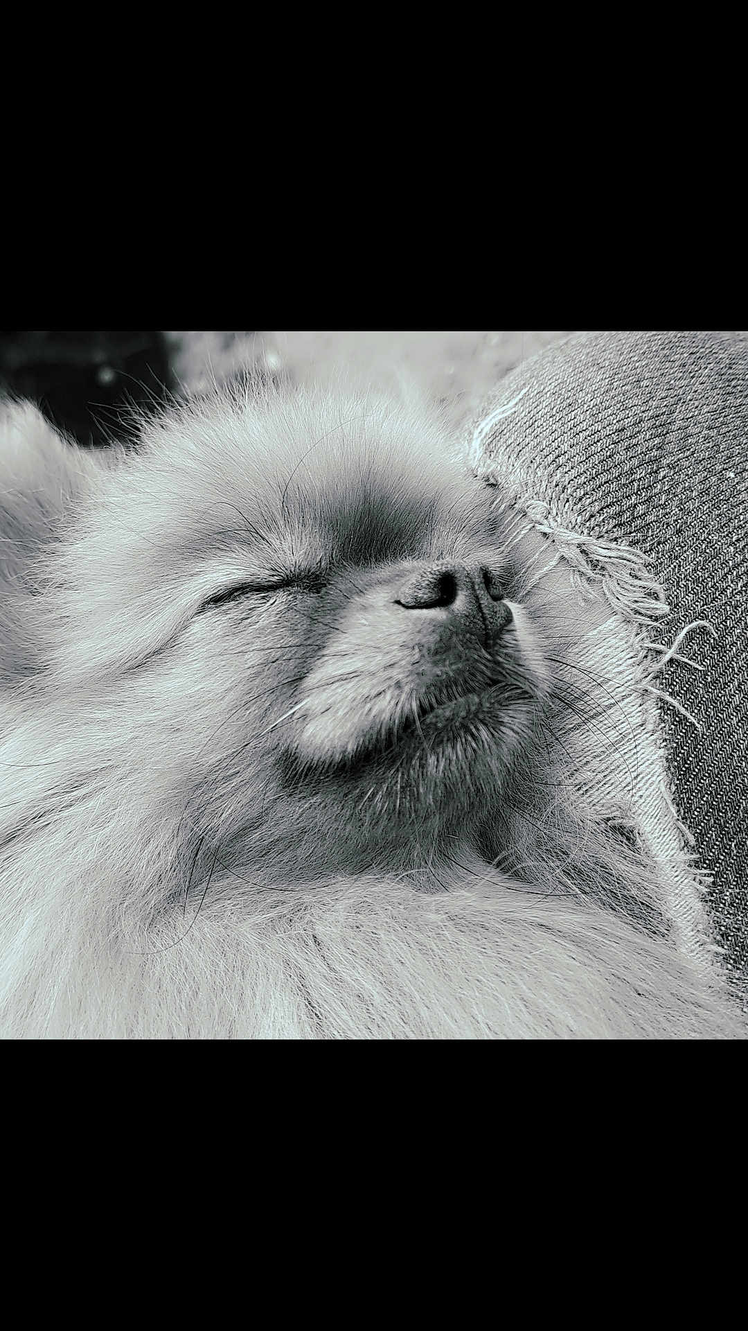 Poupette