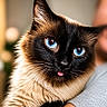 adorable, animal, blue_eyes, blurred_background, cat, close_up, cute, domestic_animal, expression, face, feline, fur, indoor, person_holding, pet, portrait, siamese_cat, soft_light, tongue_out, whiskers