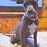 dog, black_dog, pet, indoor, bed, collar, gold_chain, white_patch, animal, canine, looking_at_camera, sitting, blurred_background, wooden_wall, bedspread, pattern, cute, domestic, young_dog, portrait