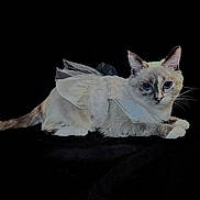 Missy joined the competition — help win amazing prizes! cat, animal, pet, costume, white, wing, feline, portrait, black_background, cute, blue_eyes, lying_down, whiskers, soft_fur, domestic_cat, elegant, adorable, mammal, indoor, costumed_pet