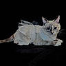 cat, animal, pet, costume, white, wing, feline, portrait, black_background, cute, blue_eyes, lying_down, whiskers, soft_fur, domestic_cat, elegant, adorable, mammal, indoor, costumed_pet