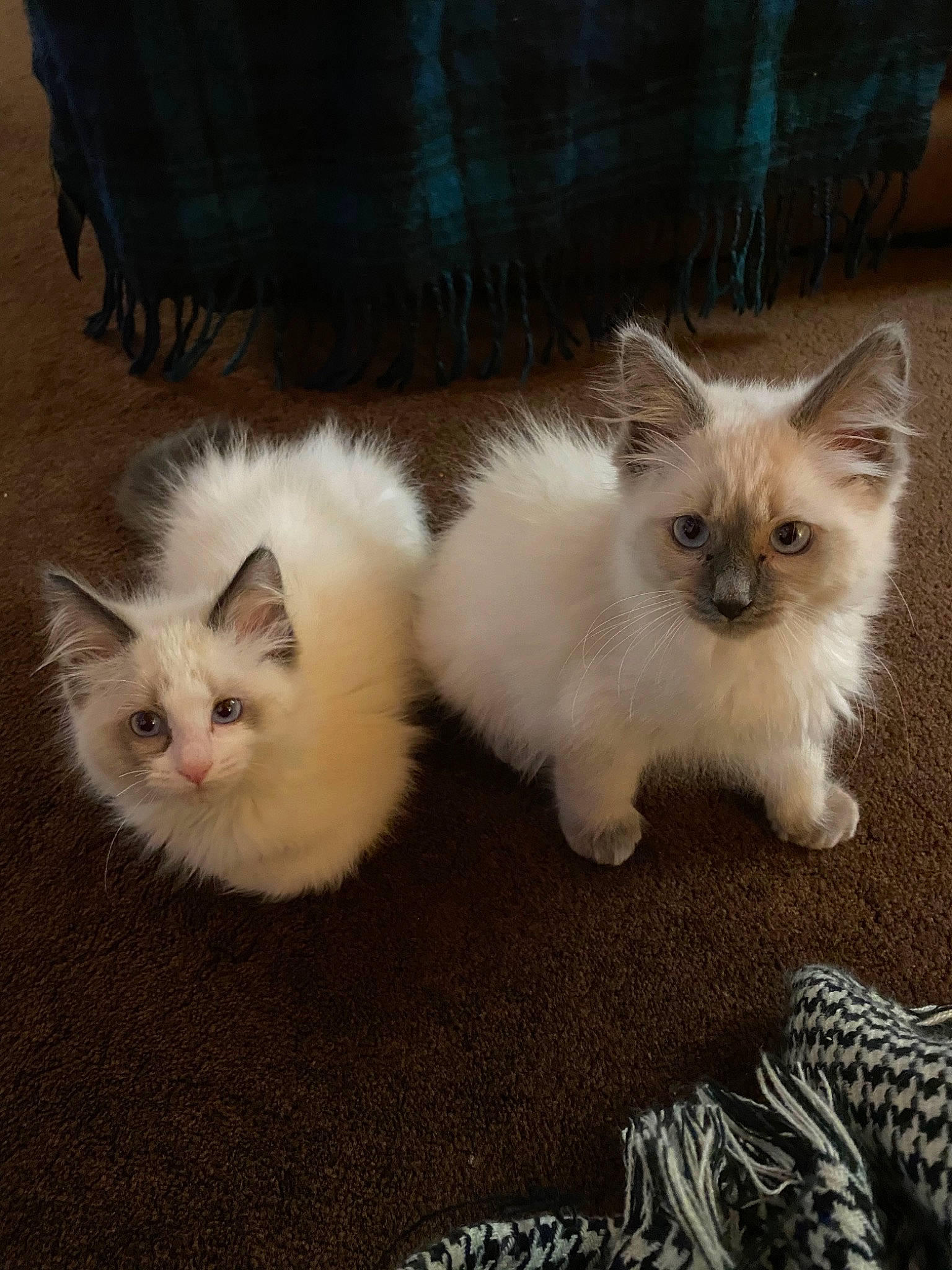 Harris is registered to the contest to win money with this photo: asian, asian_semi_longhair, balinese, birman, british_semi_longhair, carnivore, cat, colorpoint_shorthair, domestic_long_haired_cat, eye, felidae, himalayan, iris, kitten, mammal, ragdoll, skin, small_to_medium_sized_cats, vertebrate, whiskers