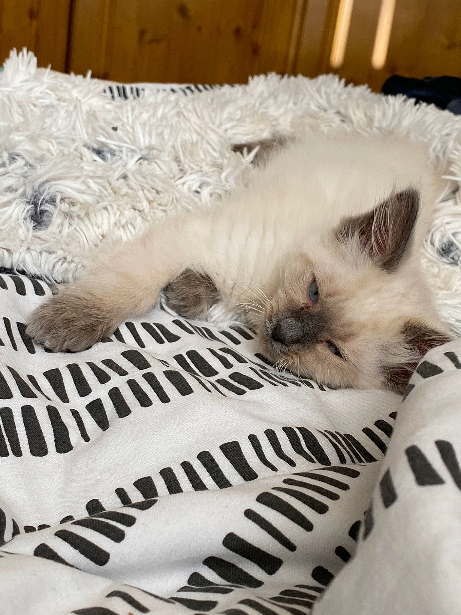 Harris joined the competition — help win amazing prizes! asian, birman, british_longhair, british_semi_longhair, carnivore, cat, domestic_long_haired_cat, felidae, fur, himalayan, kitten, mammal, nap, paw, persian, ragdoll, selkirk_rex, small_to_medium_sized_cats, turkish_angora, whiskers