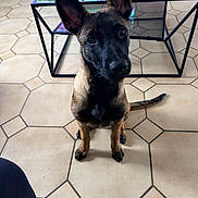 Boxy a rejoint le concours — aidez-le/la à gagner de superbes lots ! black, brown, cozy, curious, dog, ears, floor, furniture, glass_table, head_tilt, home, indoor, looking_up, metal_frame, modern, pet, puppy, reflection, sitting, tile