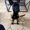 black, brown, cozy, curious, dog, ears, floor, furniture, glass_table, head_tilt, home, indoor, looking_up, metal_frame, modern, pet, puppy, reflection, sitting, tile