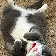 Astre joined the competition — help win amazing prizes! cat, gray, white, fluffy, carpet, collar, pet, lying_down, belly_up, cute, teeth, whiskers, indoor, fur, relaxed, animal, playful, mammal, domestic, close_up