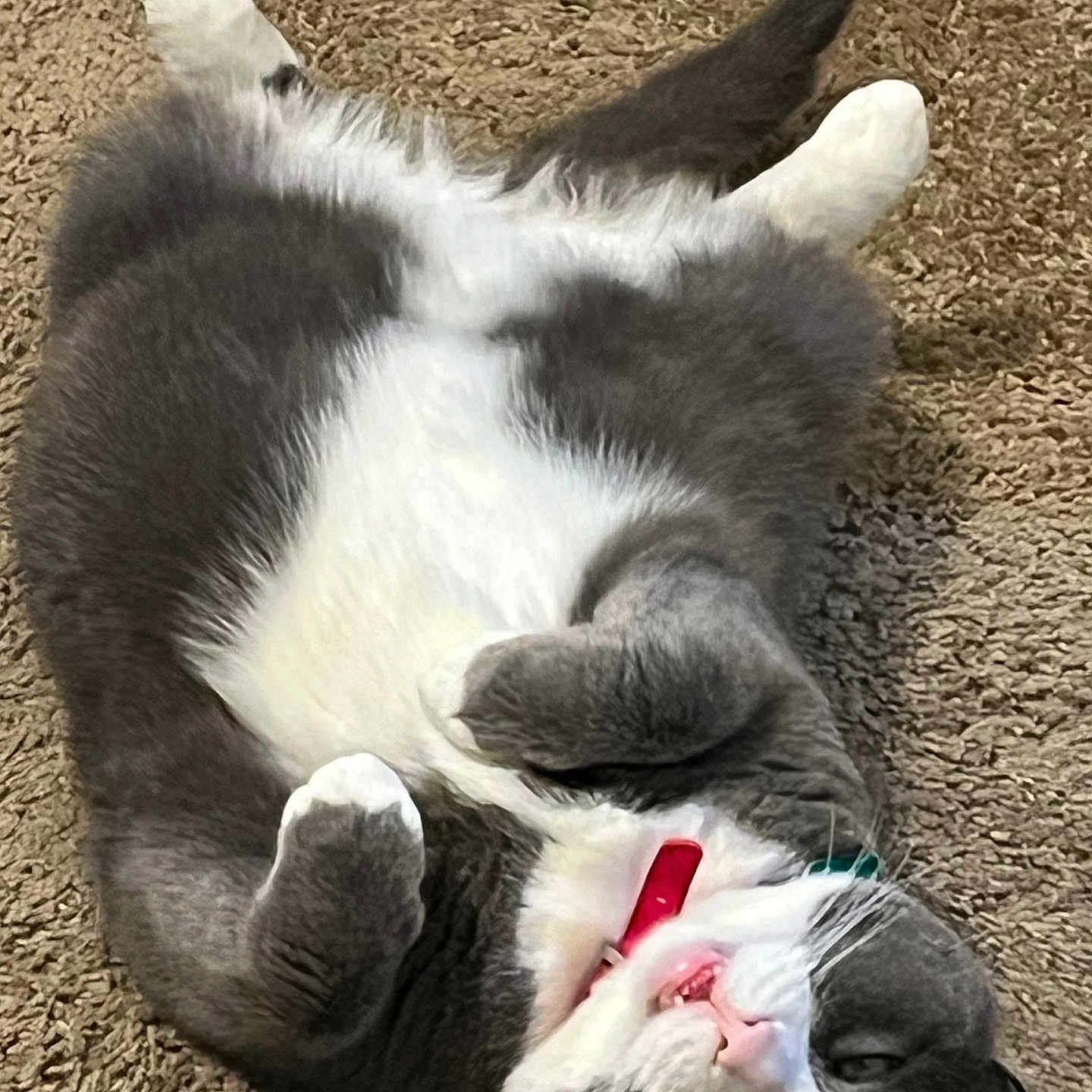 Astre joined the competition — help win amazing prizes! animal, belly_up, carpet, cat, close_up, collar, cute, domestic, fluffy, fur, gray, indoor, lying_down, mammal, pet, playful, relaxed, teeth, whiskers, white