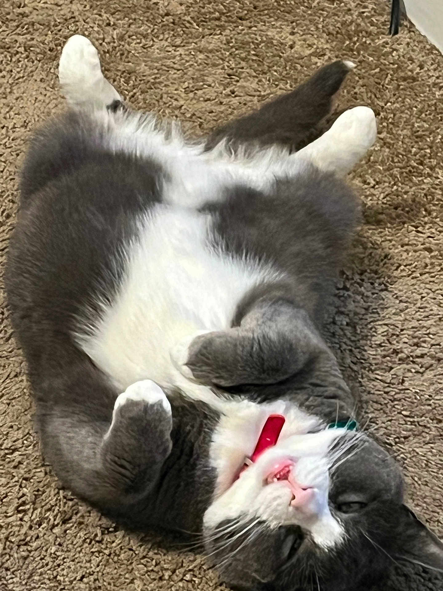 Astre joined the competition — help win amazing prizes! cat, gray, white, fluffy, carpet, collar, pet, lying_down, belly_up, cute, teeth, whiskers, indoor, fur, relaxed, animal, playful, mammal, domestic, close_up