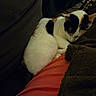 cat, calico_cat, sleeping, sleepy, curled_up, pet, animal, feline, fur, black_and_white, orange_patches, closed_eyes, whiskers, ears, cozy, blanket, couch, indoors, relaxing, portrait