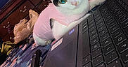 Bella is registered to the contest to win money with this photo: cat, pet, animal, black_and_white, pink_shirt, green_eyes, portrait, indoors, bedroom, laptop, computer, keyboard, bed, blanket, dresser, television, fan, furniture, sitting, cute