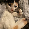 Bella joined the competition — help win amazing prizes! cat, calico_cat, pet, animal, feline, sleepy, relaxed, blanket, fluffy, cozy, indoors, close_up, portrait, whiskers, ears, paws, pink_nose, fur, lying_down, cuddly