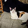 Bella joined the competition — help win amazing prizes! cat, calico_cat, pet, animal, feline, white_fur, black_fur, orange_fur, yellow_eyes, portrait, sitting, lounging, indoors, living_room, towel, blanket, cushion, furniture, alert, photography