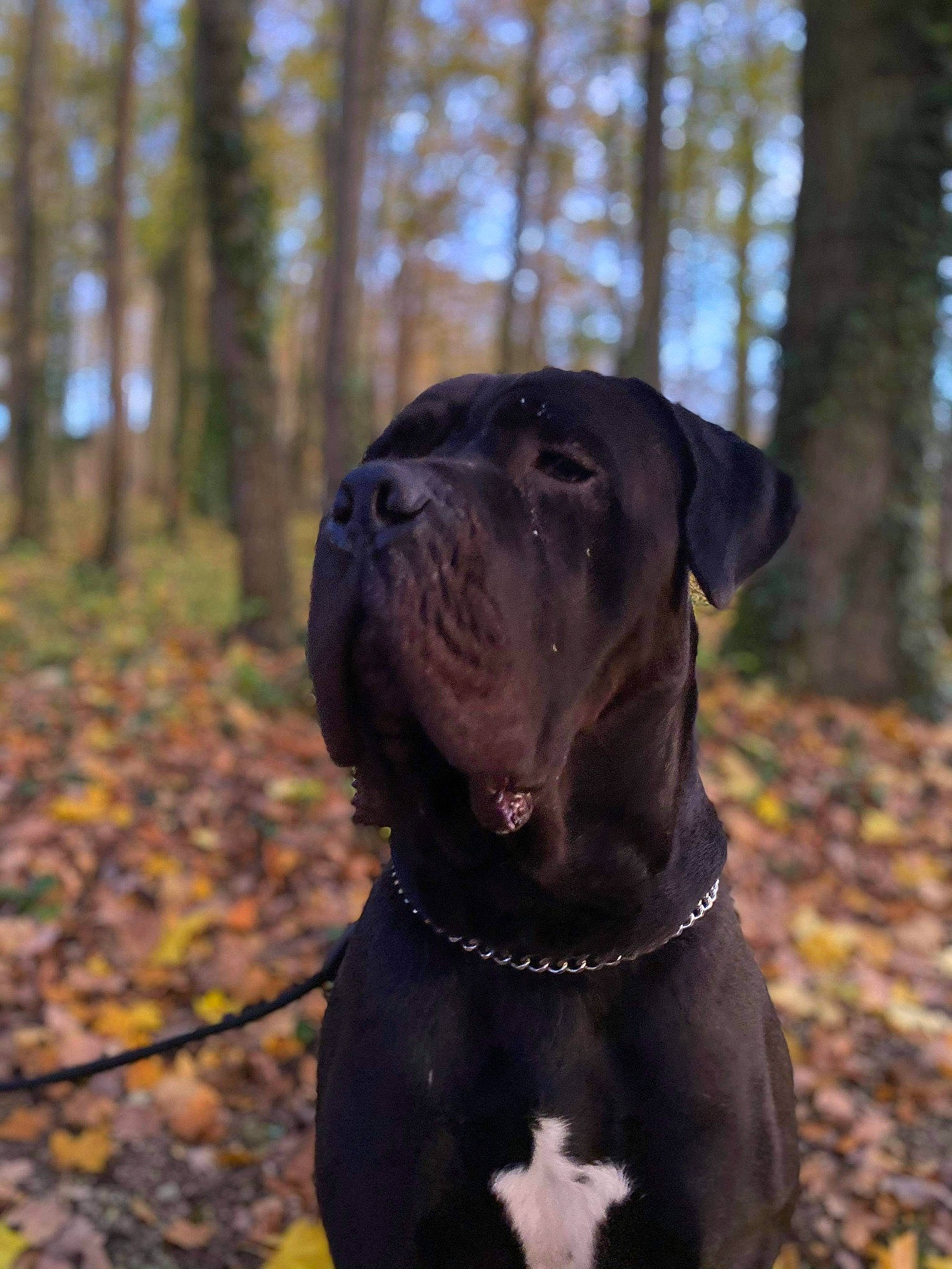 Bittize a rejoint le concours — aidez-le/la à gagner de superbes lots ! canidae, carnivore, collar, companion_dog, dog, dog_breed, dog_collar, fawn, gun_dog, hunting_dog, liver, non_sporting_group, plant, snout, sporting_group, terrestrial_animal, tree, whiskers, working_animal, working_dog