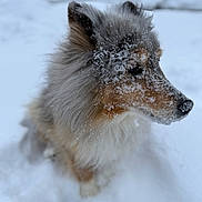 Blue is registered to the contest to win money with this photo: dog, snow, winter, fur, outdoor, animal, canine, fluffy, cold, nature, pet, mammal, portrait, white, frozen, fur_covered, side_view, quiet, calm, snowy
