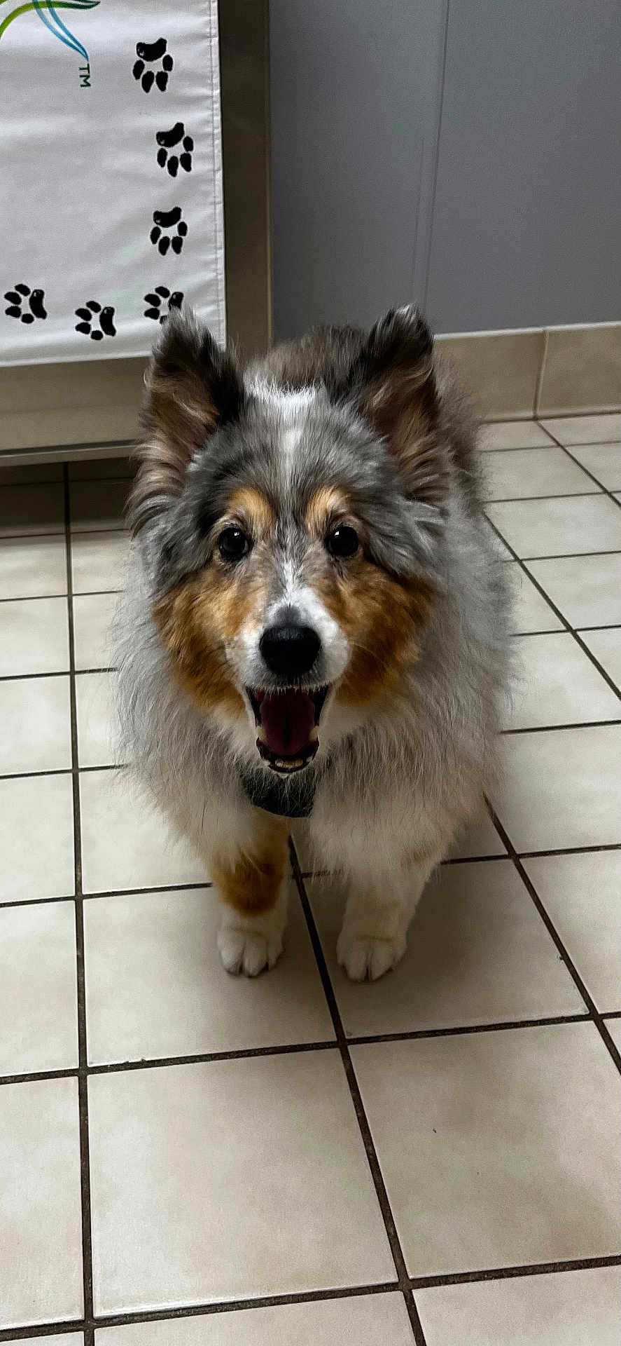 Blue is registered to the contest to win money with this photo: dog, pet, happy, fluffy, tri_color, floor_tile, indoor, animal, fur, ears, black_nose, mouth_open, looking_at_camera, paw_prints, towel, background, domestic, canine, friendly, companion