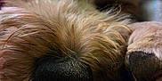 Abbileen joined the competition — help win amazing prizes! dog, close_up, nose, paw, fur, sleeping, pet, animal, cozy, resting, cute, soft, brown_fur, indoor, texture, muzzle, whiskers, relaxation, companion, friendly
