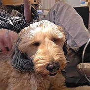 Abbileen joined the competition — help win amazing prizes! dog, indoor, fluffy, curly_fur, relaxing, plaid_shirt, human_arm, water_bottle, clutter, home, furniture, casual, light, nose, mouth, ear, fur, animal, pet, cozy