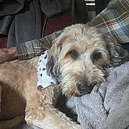 Abbileen joined the competition — help win amazing prizes! dog, fluffy, bandana, blanket, cozy, indoor, resting, sleepy, plaid_shirt, person, arm, fur, cute, relaxed, companion, pet, canine, soft_texture, home, comfort