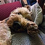 dog, paw, nose, close_up, fluffy, indoor, blanket, furniture, resting, cozy, sleepy, pet, animal, fur, comfortable, relaxed, home, soft_texture, lying_down, warm