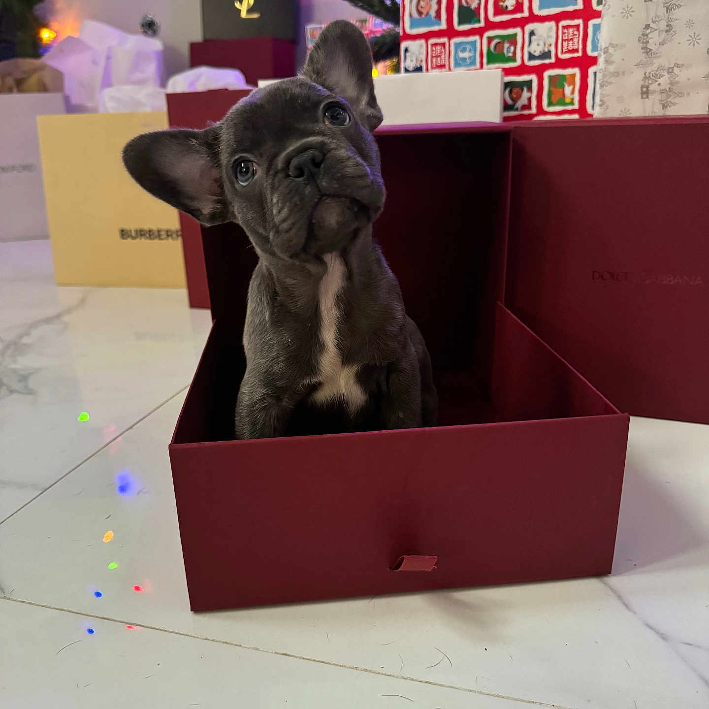Bentley joined the competition — help win amazing prizes! animal, box, bulldog, canine, dog, frenchbulldog, person, pet, pitbull, puppy, sphere