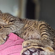 Parrot joined the competition — help win amazing prizes! animal, cat, closeup, cozy, cute, domestic, feline, fur, indoor, kitten, paw, person, pet, pink_clothing, relaxing, resting, shoulder, sleeping, tabby, whiskers