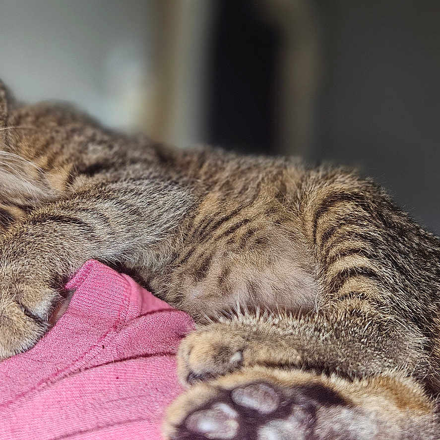 Parrot joined the competition — help win amazing prizes! animal, cat, closeup, cozy, cute, domestic, feline, fur, indoor, kitten, paw, person, pet, pink_clothing, relaxing, resting, shoulder, sleeping, tabby, whiskers