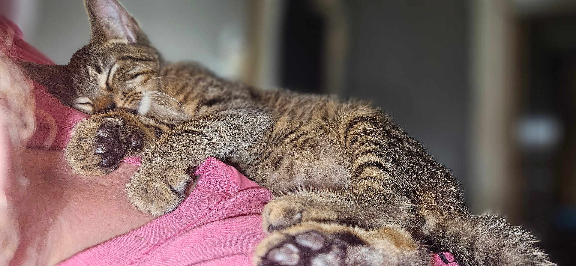 Parrot joined the competition — help win amazing prizes! animal, cat, closeup, cozy, cute, domestic, feline, fur, indoor, kitten, paw, person, pet, pink_clothing, relaxing, resting, shoulder, sleeping, tabby, whiskers