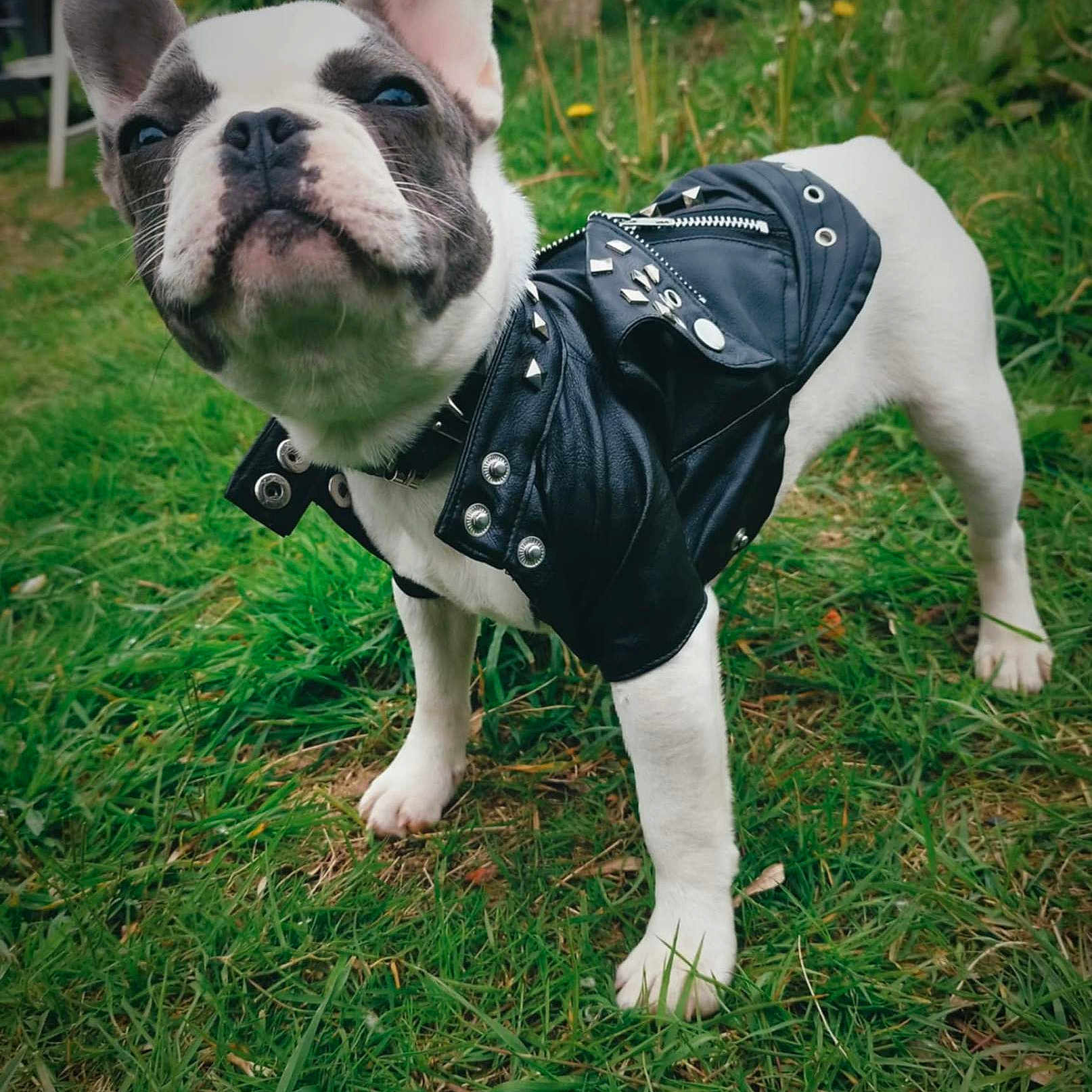 Moscow participe au concours pour gagner de l'argent avec cette photo : animal, bostonbull, boxer, bulldog, canine, clothing, coat, dog, frenchbulldog, grass, harness, hosiery, jacket, pet, pitbull, plant, policedog, puppy, sock, whitedog